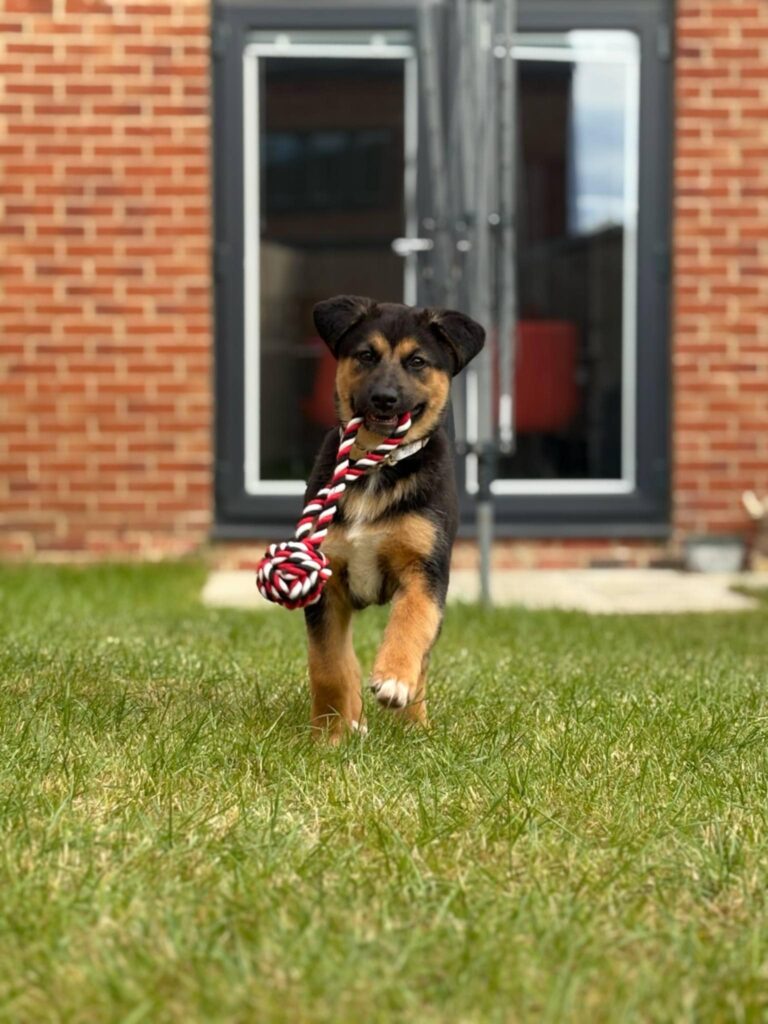 Tilly's Pack - Arthur