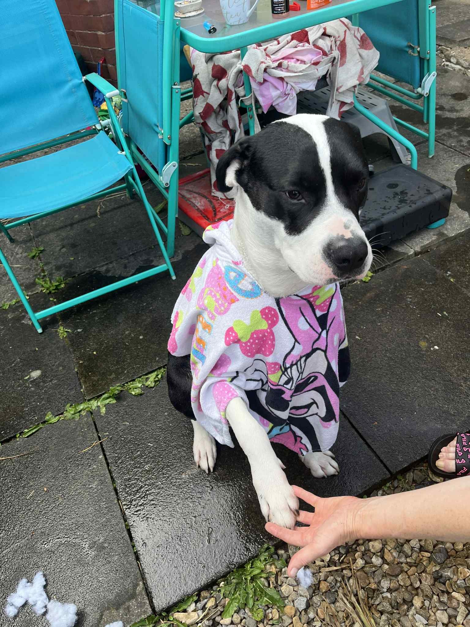 Tilly's Pack - Chase 2