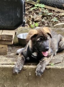 Tilly's Pack - HP Adopt