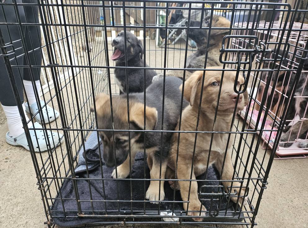 Tilly's Pack - Transport