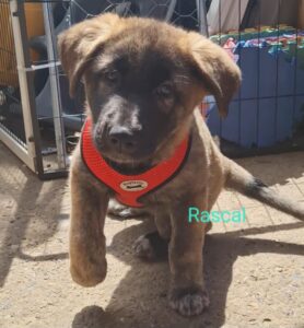 Tilly's Pack - Rascal