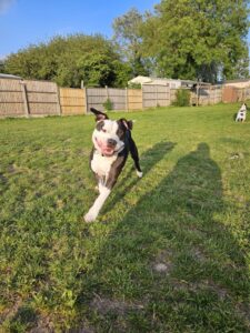 Tilly's Pack - Arlo