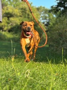 Tilly's Pack - Luna