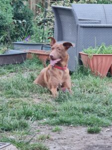 Tilly's Pack - Ruby