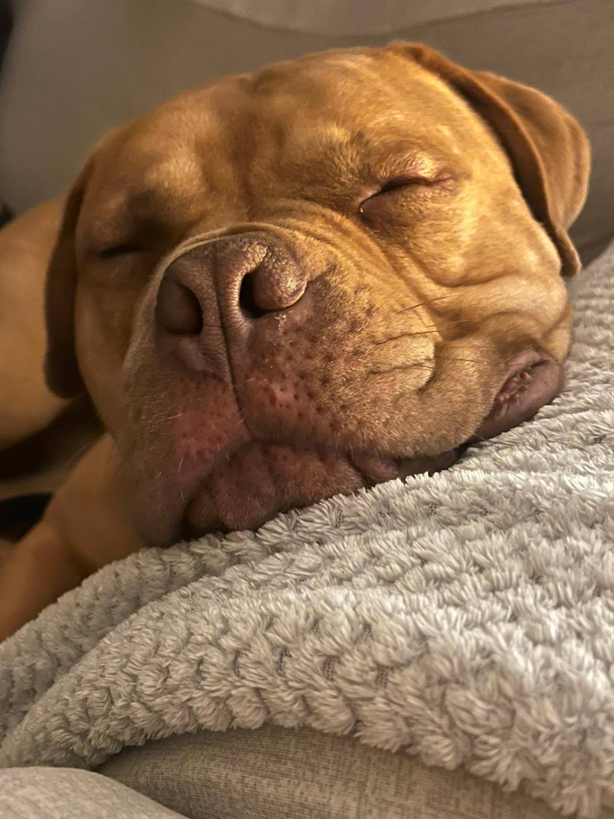 Tilly's Pack - info about adoption