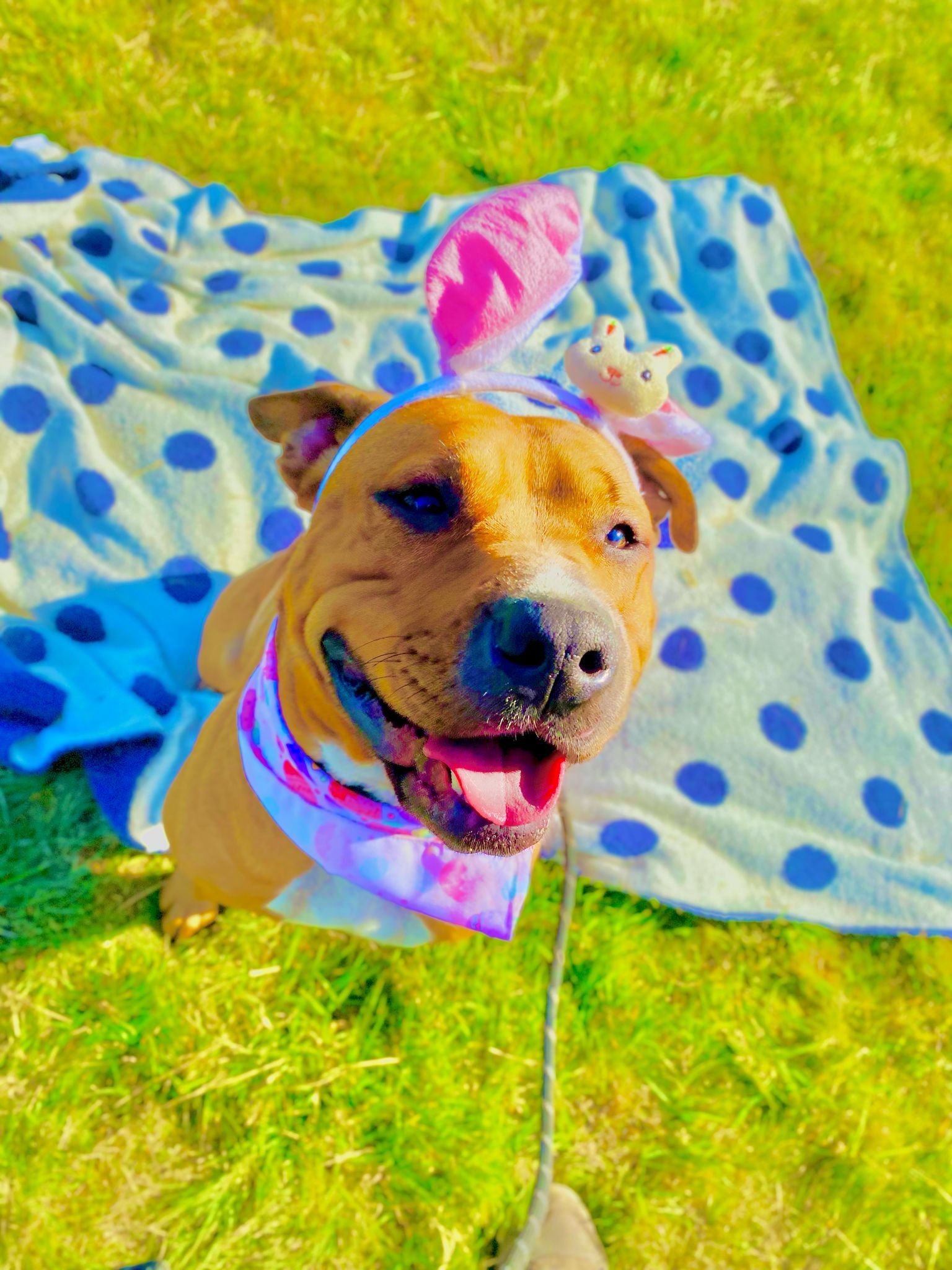 Tilly's Pack - Apply to Adopt