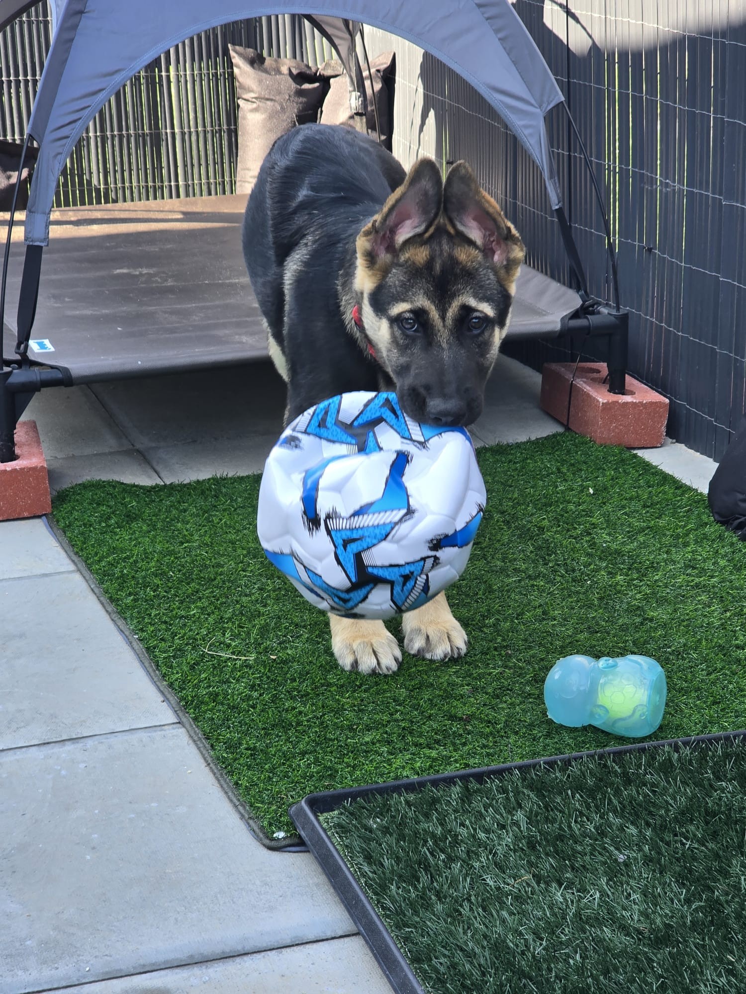 Tilly's Pack - About Us