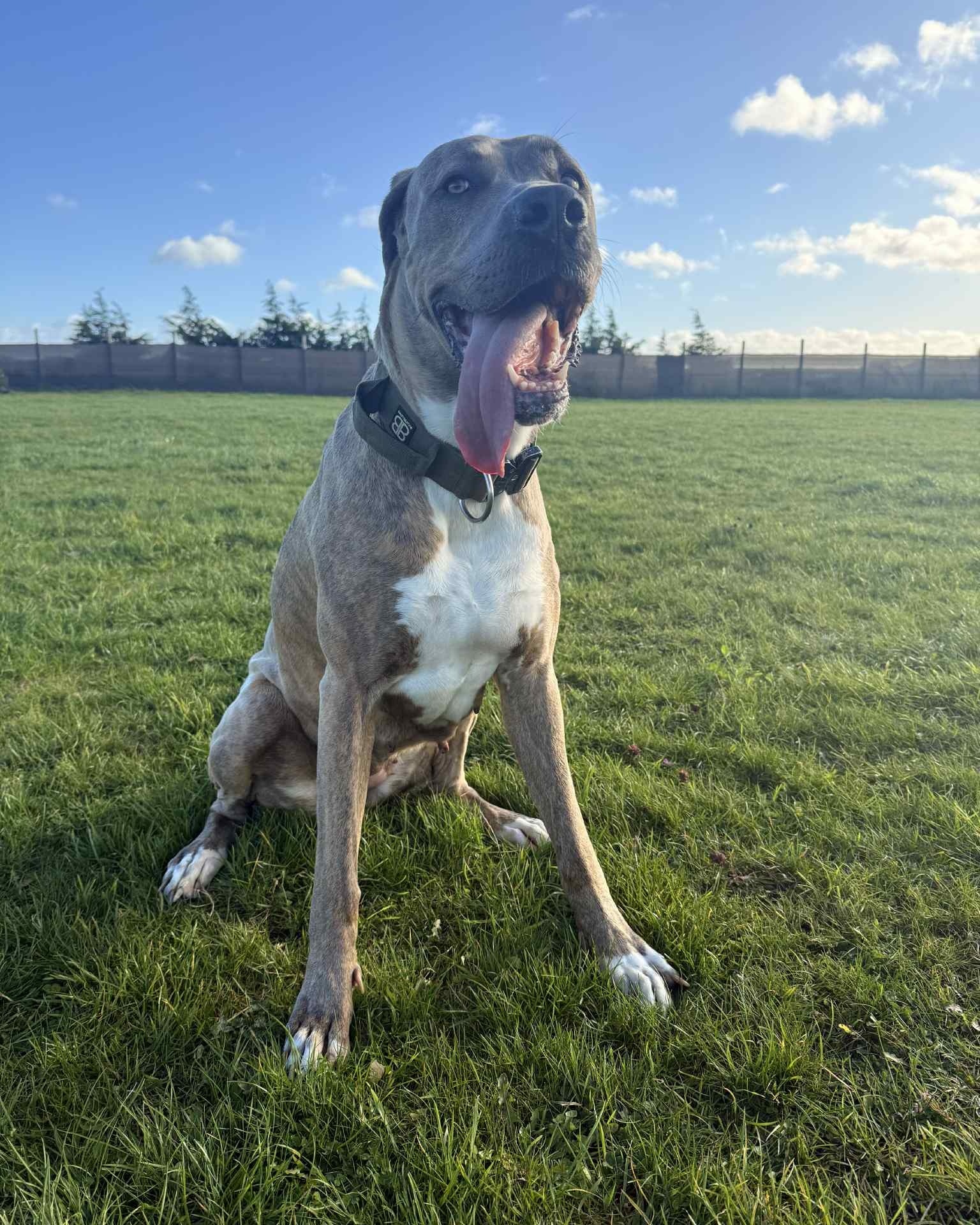 Tilly's Pack - Empathy