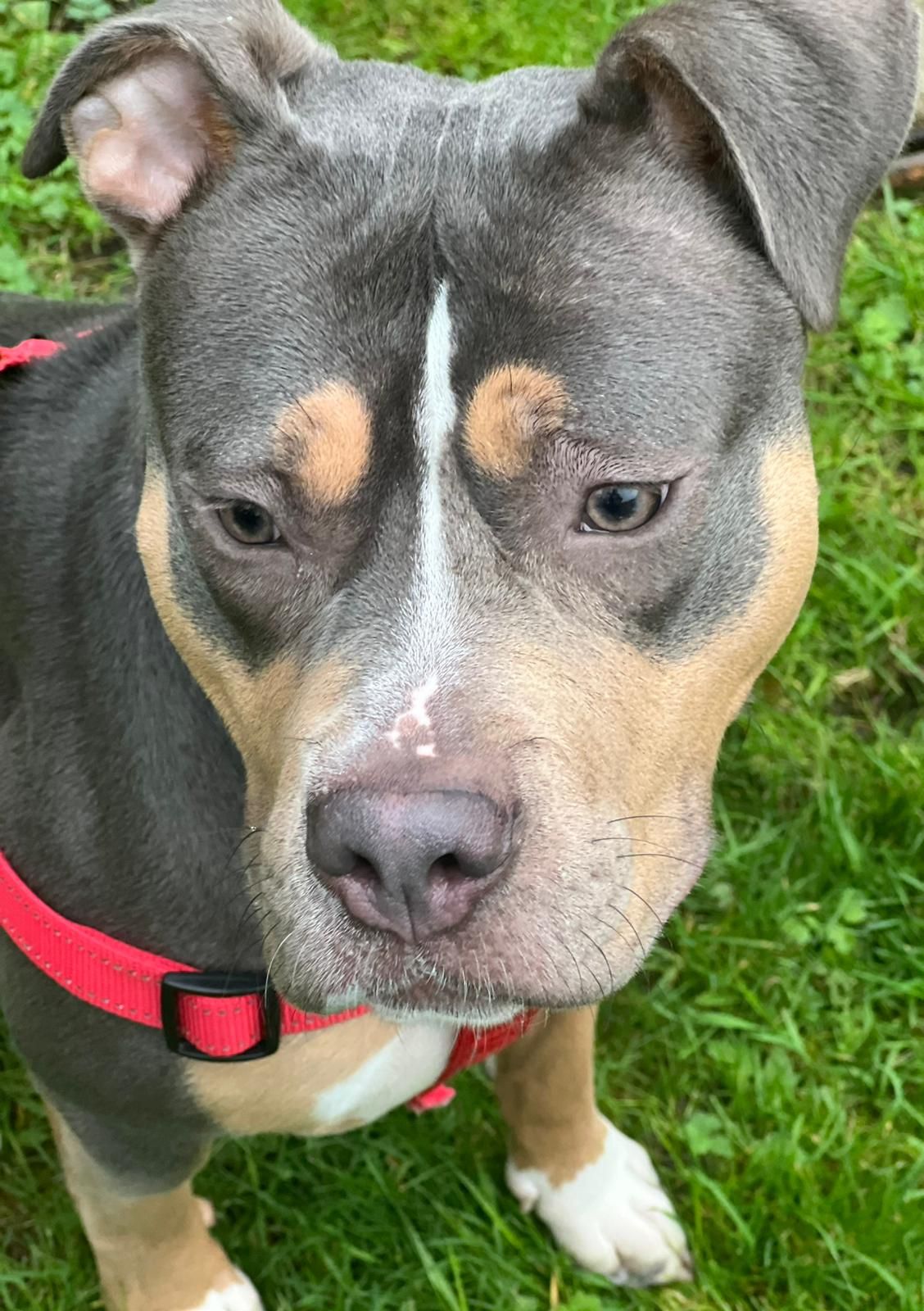 Tilly's Pack - Protection