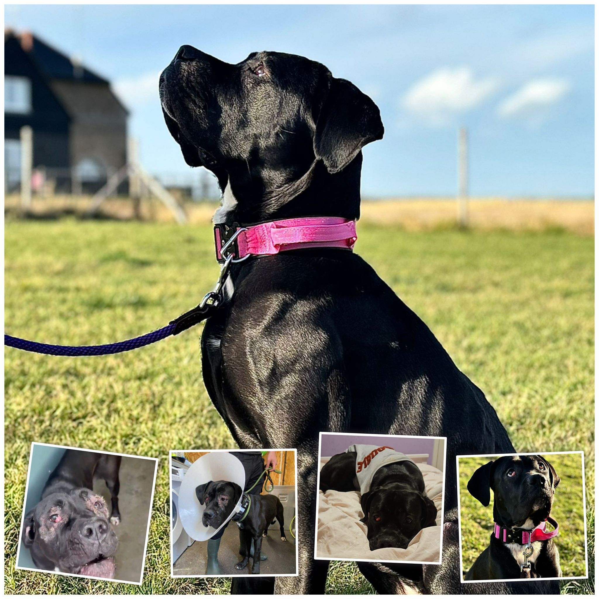 Tilly's Pack - donate now