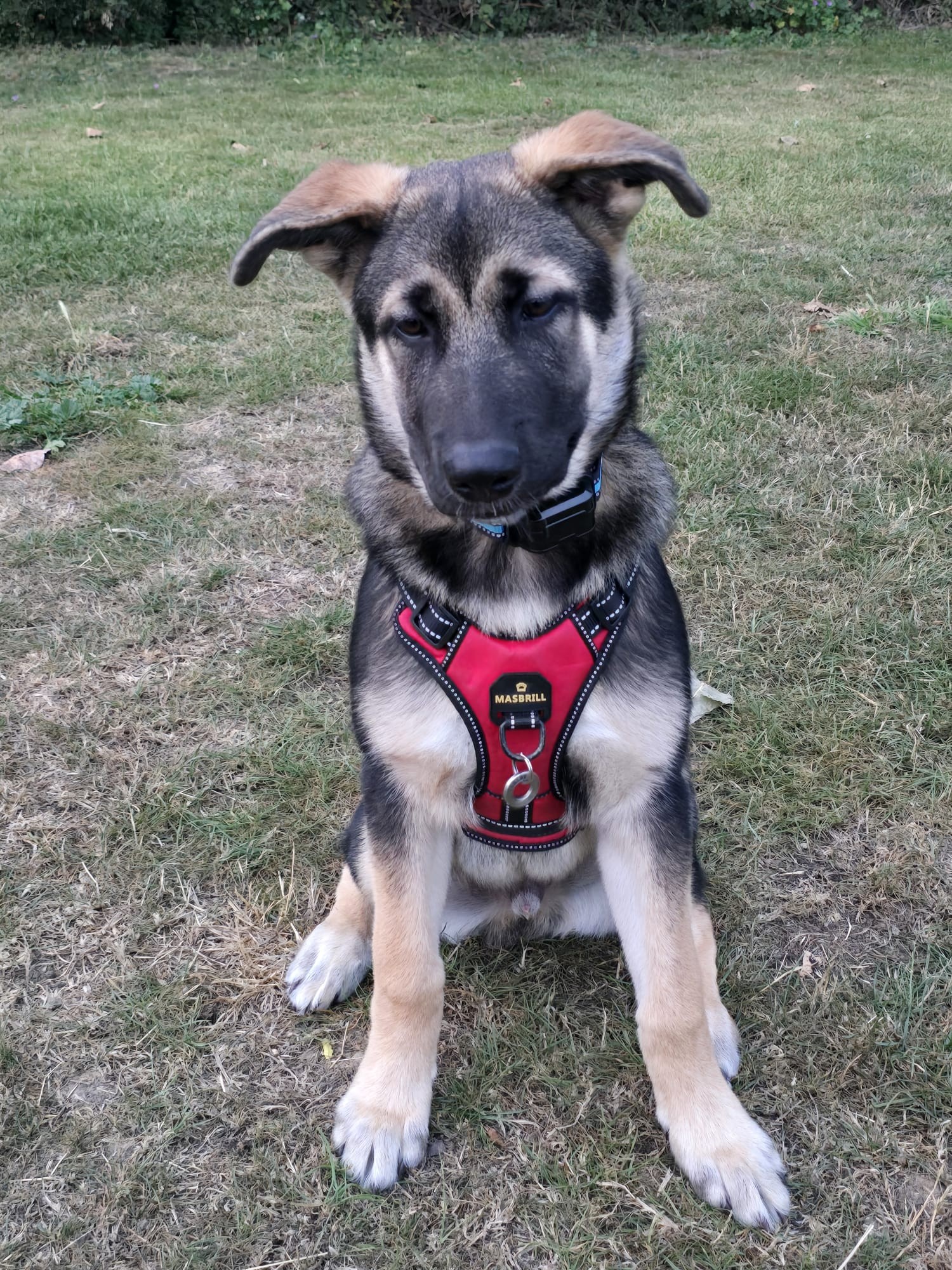 Tilly's Pack - contact