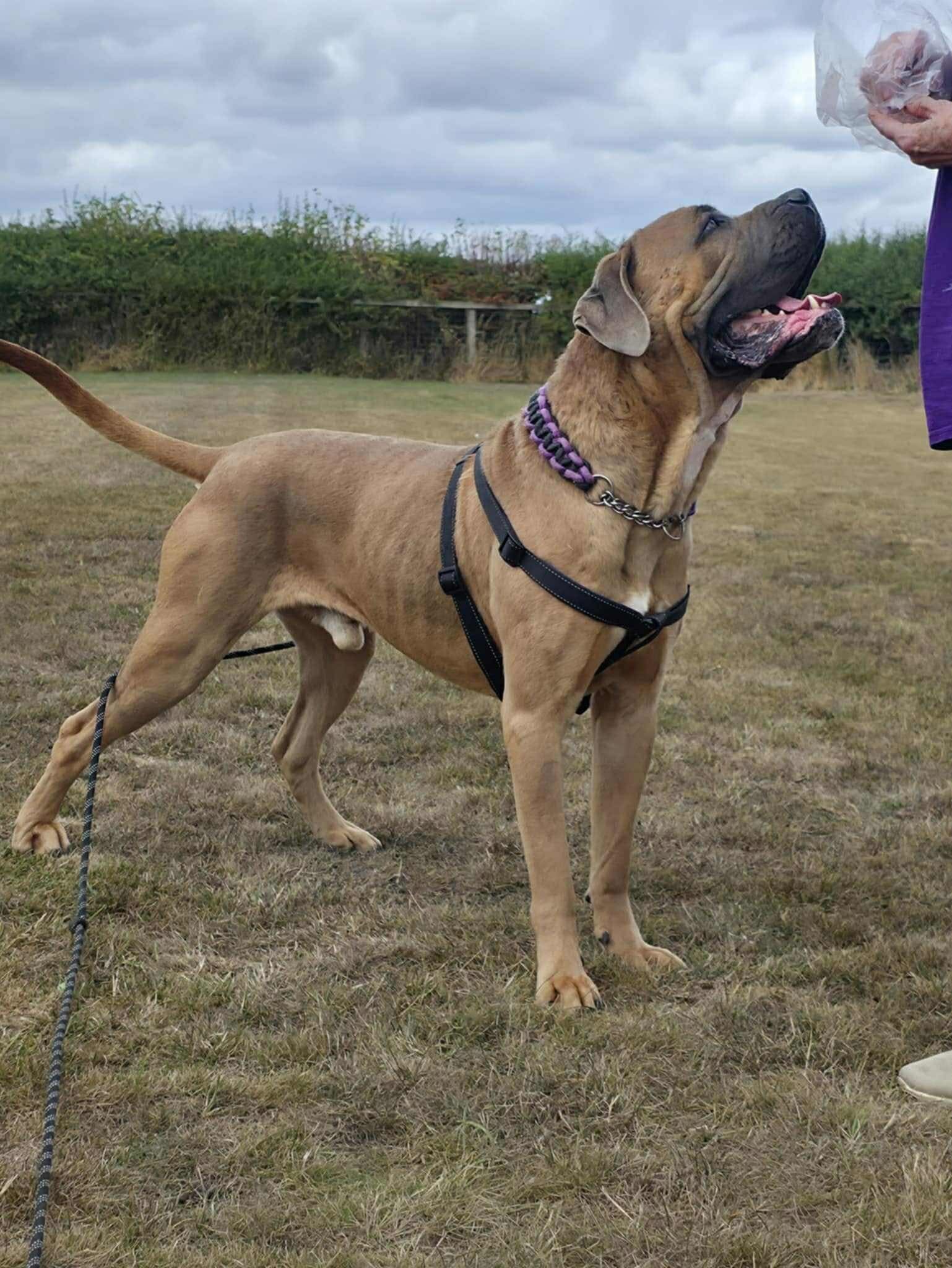 Tilly's Pack - contact us