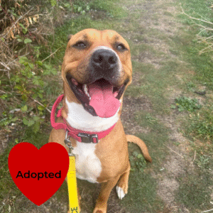 Luna Boona - adopted