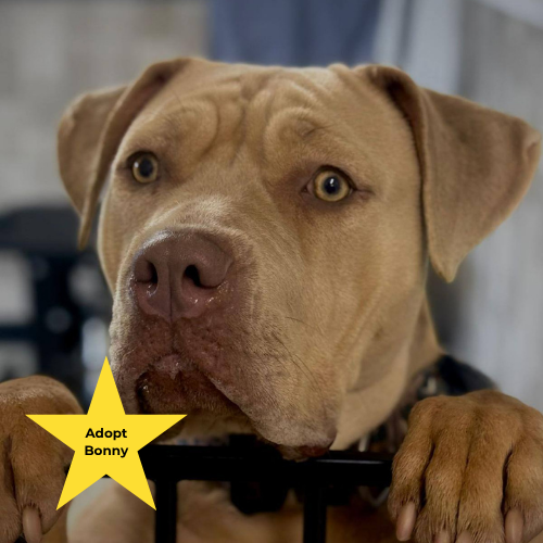 Tilly's Pack - Bonny available to adopt