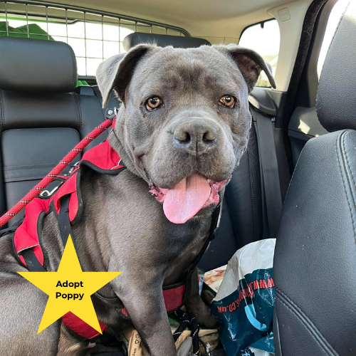 Tilly's Pack - Poppy available for adoption