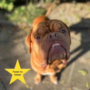 Tilly's Pack - Mr Big - Foster to Adopt