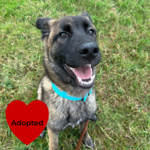 Tilly's Pack - Rascal Adopted