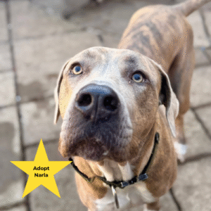 Tilly's Pack - Narla - available for adoption