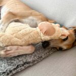 Tilly's Pack - Duke lying with toy