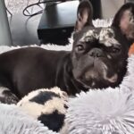 Tilly's Pack - Ruby on white bed - black and white Frenchie