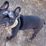 Ruby standing (black and white 3 legged Frenchie)