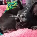 Ruby (black and white tripod Frenchie)