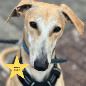 Tilly's Pack - Adopt Duke (cream coloured lurcher looking directly forward)