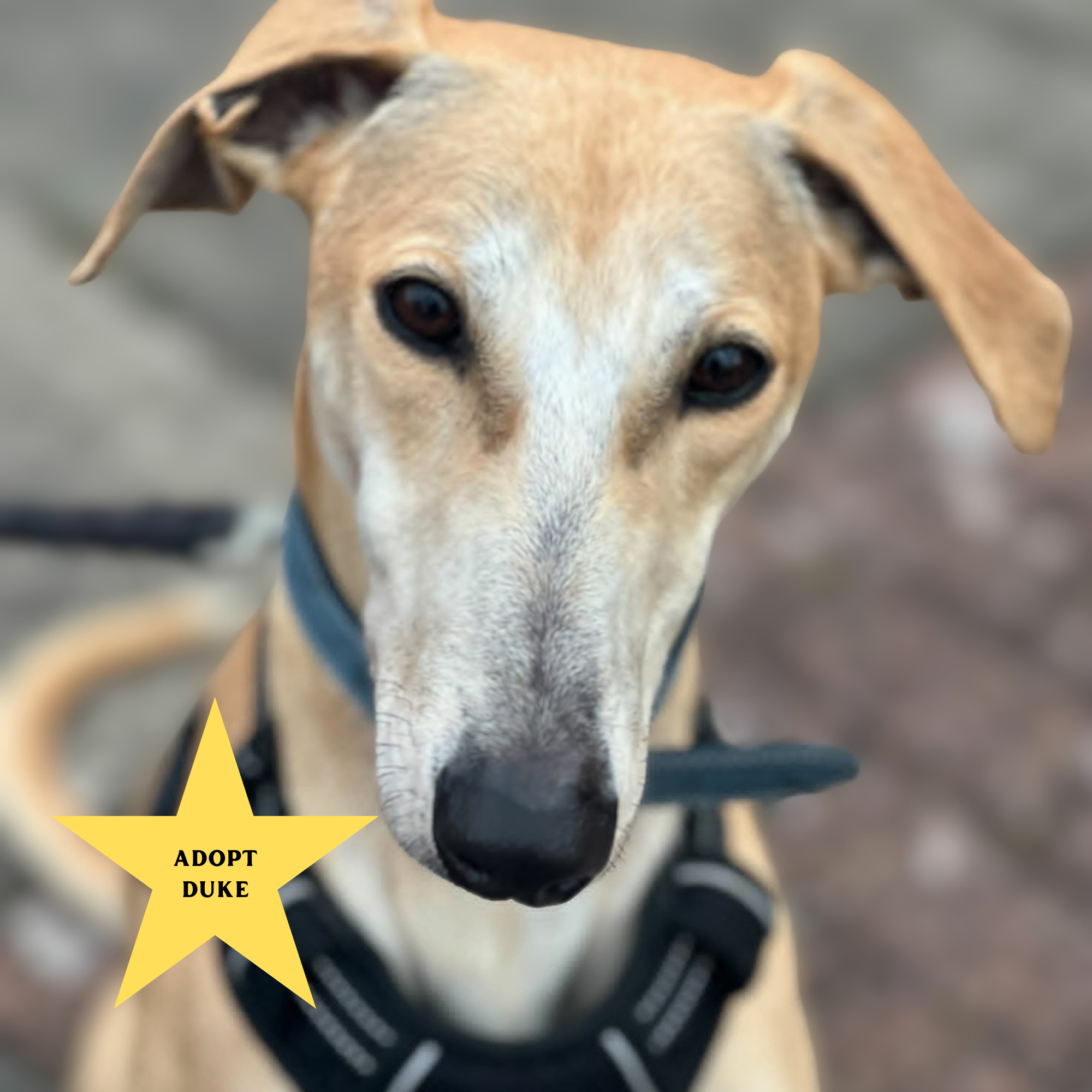 Tilly's Pack - Adopt Duke (cream coloured lurcher looking directly forward)