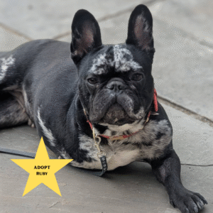 Tilly's Pack - Adopt Ruby (picture of tripod black and white French Bulldog)