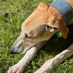Tilly's Pack - Duke with head on legs