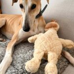 Duke sitting up with toy