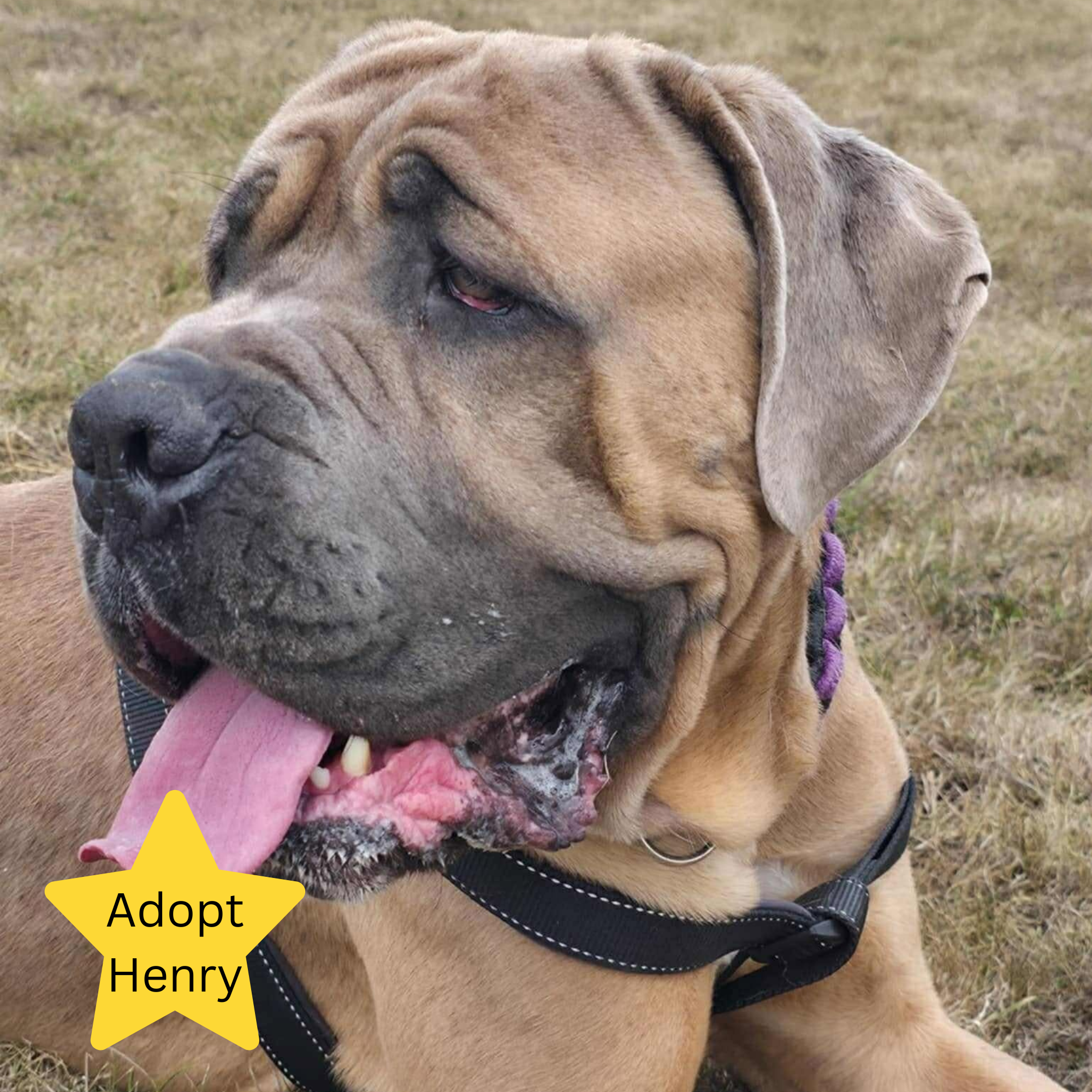 Tilly's Pack - adopt Henry