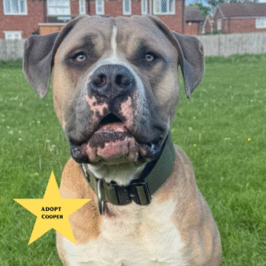 Tilly's Pack - Adopt Cooper